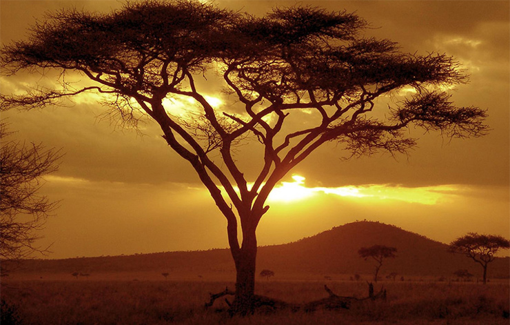 Tanzania Tree